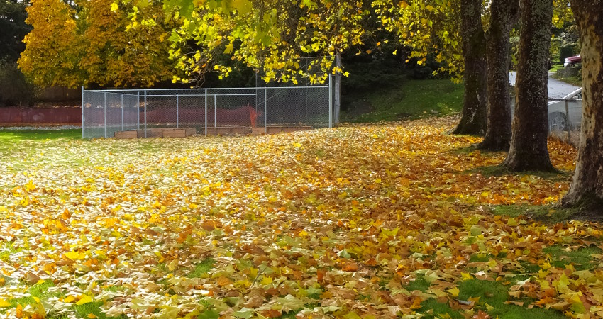 Field of Fall Leaves